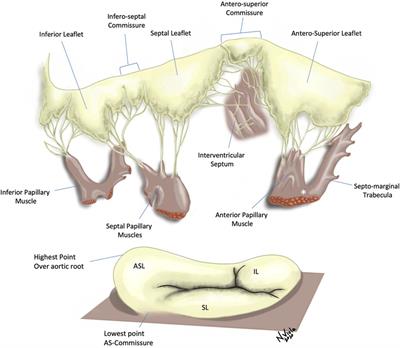 The tricuspid valve in hypoplastic left heart syndrome: Echocardiography provides insight into anatomy and function